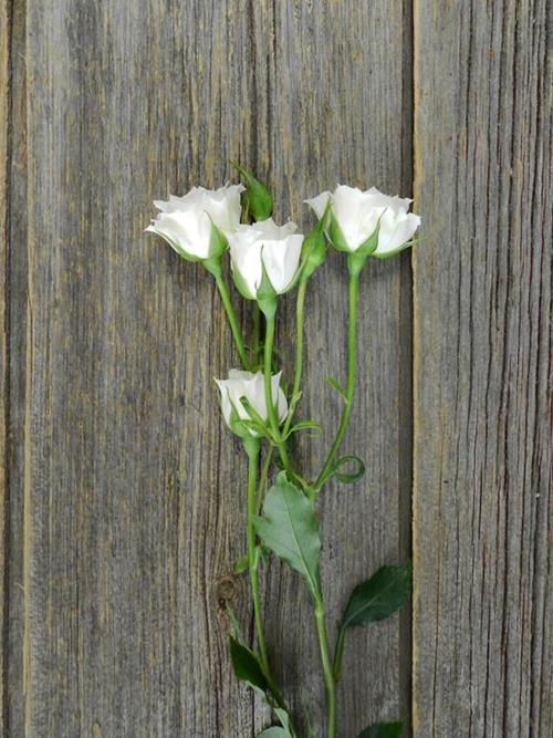 MIKADO  WHITE SPRAY ROSES